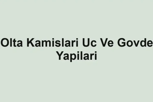 balıkçı rehberi